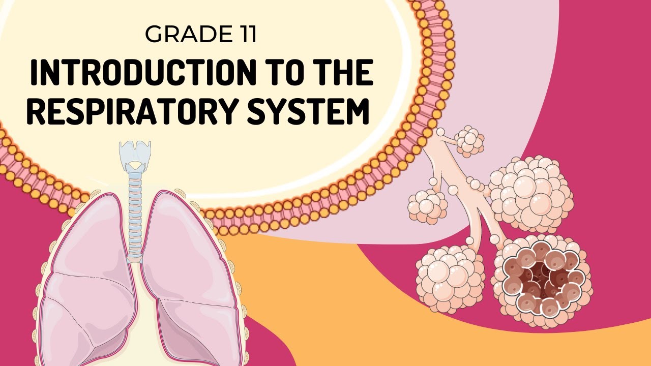 THE RESPIRATORY SYSTEM | Introduction to structures and fucntions