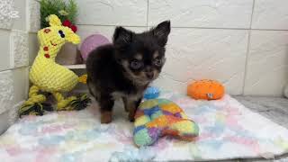 チワワ（ロング）の動画01