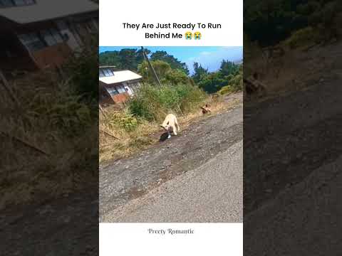 They are Ready to Chase Me Anytime😂🐶🐾 #shorts