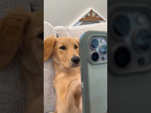 Dogs do anything to get out of the vet.