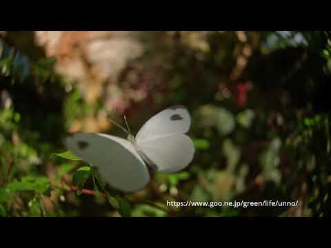 クロテンシロチョウの飛翔、33倍スローモーション