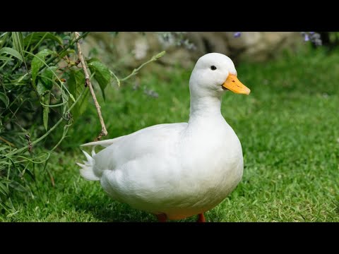 Video thumbnail for Alex Wassabi DISS TRACK