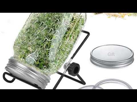 Guide to Seed Sprouting: Everything You Need to Know