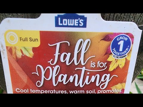 More clearance plants at Lowes - September 16, 2023.  I might grab a few things.