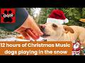 12Hours Of Christmas Music Dogs Playing Relaxing And Frolicking In Nature