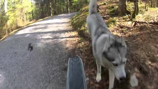 preview picture of video 'My best riding Buddy (Blaze the siberian husky)'