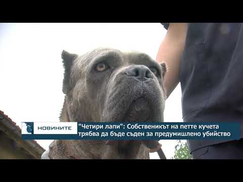 „Четири лапи“: Собственикът на кучетата – убийци трябва да бъде съден за предумишлено убийство