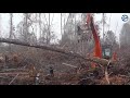Indonésie : un orang-outan attaque le bulldozer qui rase sa forêt