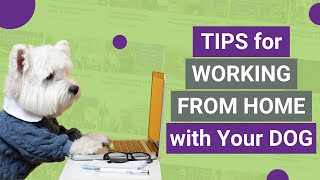 Tips for Working from Home with Your Dog!