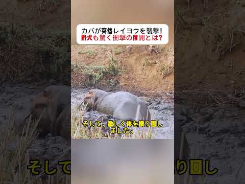 カバが突然レイヨウを襲撃！ 野犬も驚く衝撃の展開とは？ #カバ #レイヨウ #野犬 #野生動物 #自然界の驚き