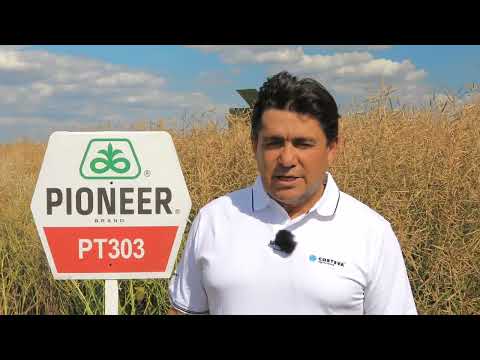 Testimonial rapiță PT303 - Cătălin Corbea, Director General SC TOTAGRO SRL