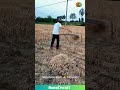 This Wheat-Catching Scythe is GENIUS! 🤯 Farm Smarter! #farminglife #wheat #harvest #invention
