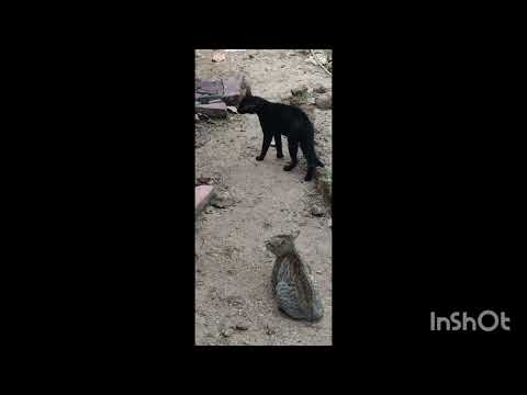 പുപ്പുലി