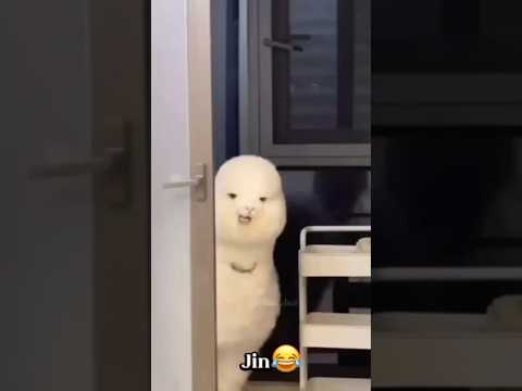 bts member VS animal😅#bts #btsarmy #btsshorts #viral #viralvideo #youtubeshorts #like #views