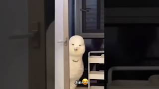 Download lagu bts member VS animal😅#bts #btsarmy #btsshorts #viral #viralvideo #youtubeshorts #like #views mp3