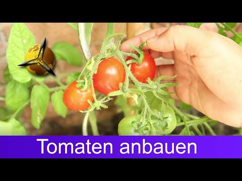 , title : 'Tomaten selber ziehen: Tomatenanbau für Anfänger'
