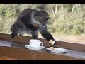 Monkey Videos -  Funny Monkeys Stealing Things from Human Compilation 2019