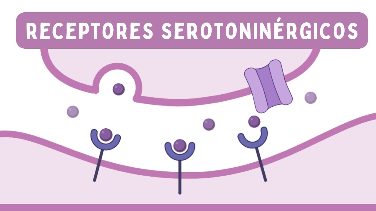 RECEPTORES SEROTONINÉRGICOS: Efectos, Agonistas y Antagonistas | Farmacología