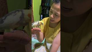 Download lagu Parkit australia ‼️ si jaka berulah #cockatiel #burung #parkitaustrali mp3