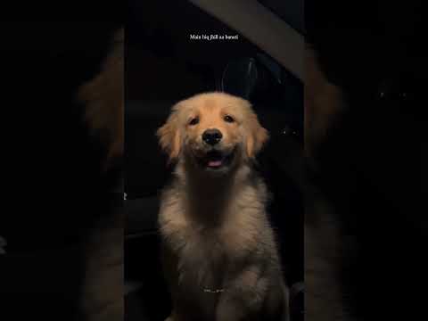 Taaz || Navaan Sandhu || Latest Punjabi Songs #itsguriji #youtubeshorts #navaansandhu