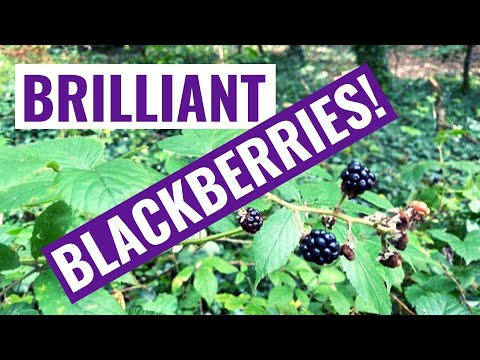 The Awesome Health Benefits Of Blackberries! Homemade Blackberry Juice Recipe!