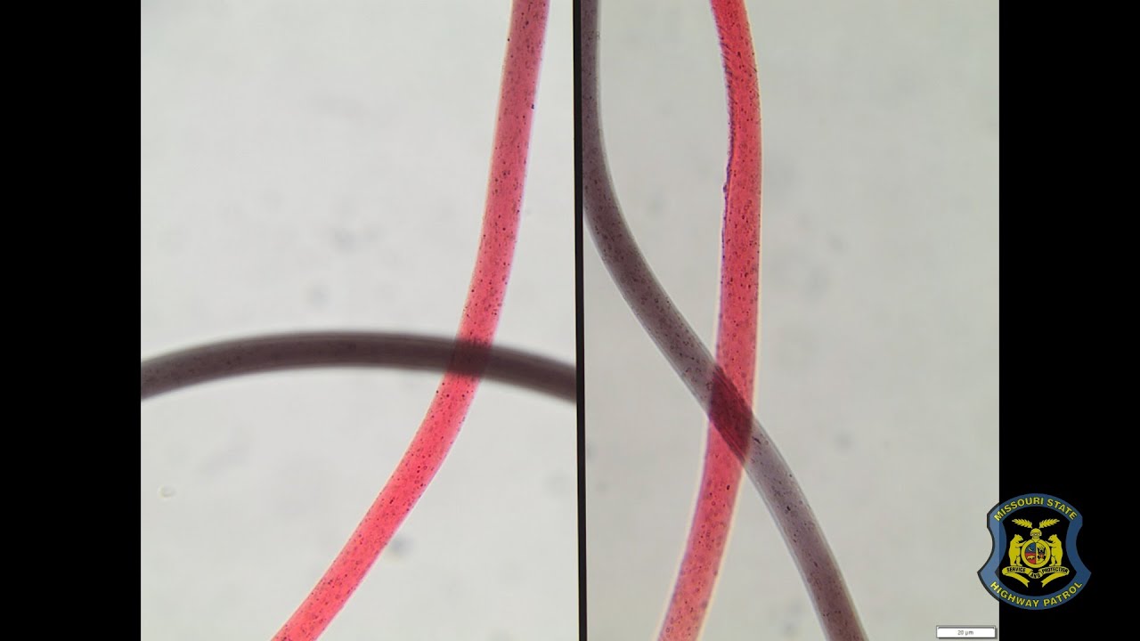 National Forensic Science Week - Trace Evidence