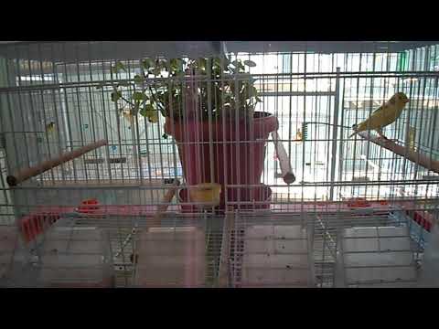 Raza espanola-Michael Vlachos-EL198