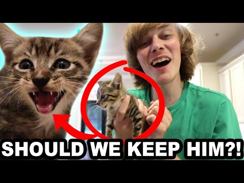 WE FOUND A KITTEN IN OUR GARAGE! (Lilly’s new pet?)