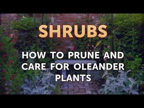 How to Prune a Bottlebrush Shrub