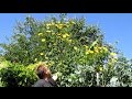 12 ft Tall Perennial Sunflower With Edible Tubers | Helianthus tuberosus