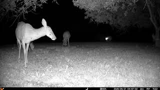 Archive Files of Trail Camera 2 Compilation 20250521 K