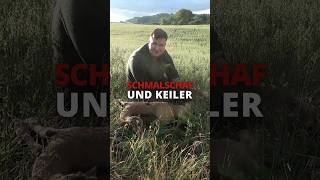 Das Schmalschaf und der Keiler 🐗 von ⁨@copterpro10⁩