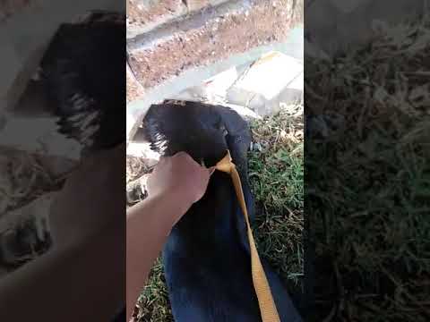 Alberton SPCA dog lover Joseph Mahlangu and inspector Sipho Letsoalo freeing Billie