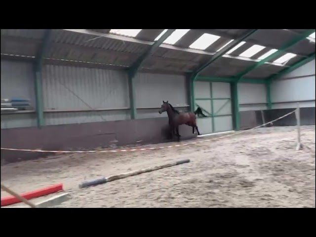 Free jjump movie at home Paddy DHH.