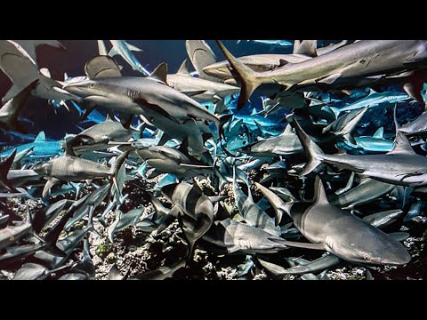 18000 reasons Tesla Below 720 Today. 2021 (a429)