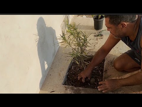  O racho vai ter cara nova, plantas ou seja comecei a parte de jardinagem facinho facinho molinho 