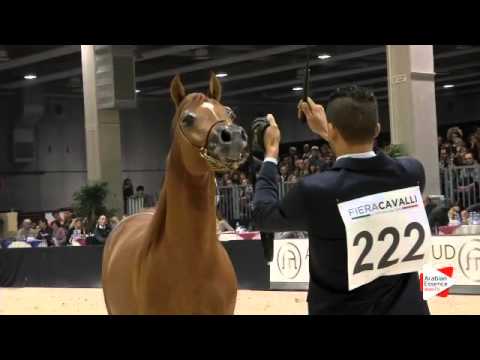 N.222 SG ICARUS - Verona 2015 - Stallions 4-6 years old (Class 10)