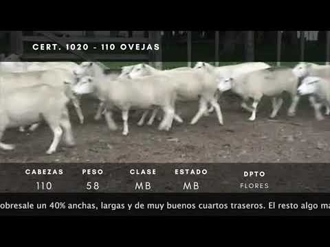 Lote 110 Ovejas Texel 58kg -  en Km 163 de ruta 14