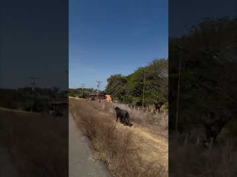Carretera Calabozo-Camaguan, Guárico, Venezuela.
