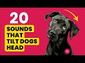 20 DOG Sounds That Make Dogs Tilt Their Head Left Right