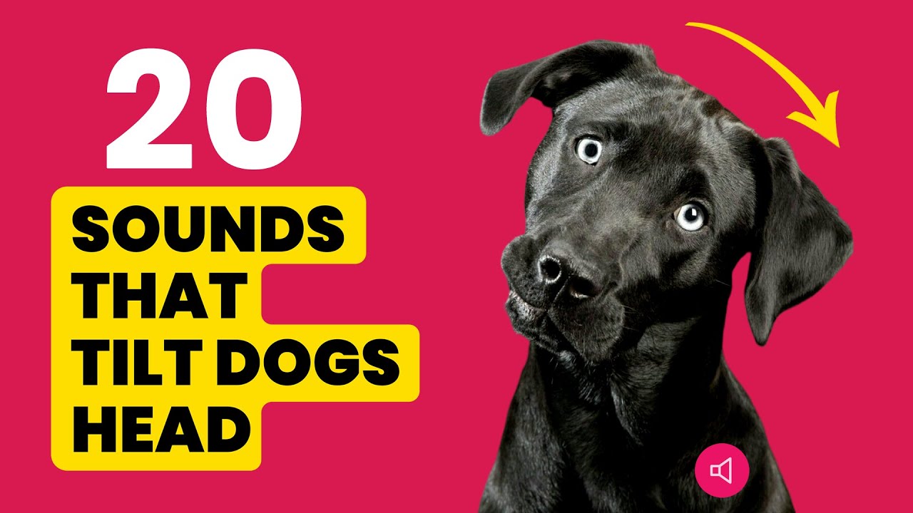 20 DOG Sounds That Make Dogs Tilt Their Head Left & Right 🐶