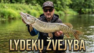 Vandens tik 50cm,bet lydekos kala ,kaip pasiutusios! Lydekų žvejyba upėje brendant.