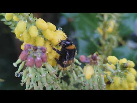Winter-active Bumblebee (Bombus terrestris) worker foraging on Mahonia x media 11/12/2025