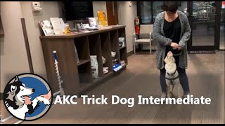 AKC Trick Dog Intermediate - Goomba