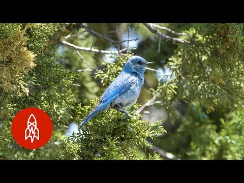 Heart of Gold: 97-Year-Old Saves Idaho Bluebird Population