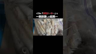 【衝撃】安物クーラーにイカを一晩放置したら…奇跡の水温だった！？