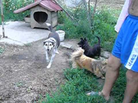 Asoc. Love & Life 4 Animals Tg Mures