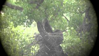 Decorah Eagles, 2013 06 02 , 4 00pm,Woops!, I bet I can eat the whole thing