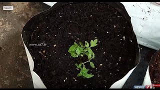 Using Coconut Fibre as a growing medium in Kitchen Gardens | Poovali | News7 Tamil