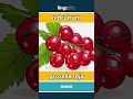 redcurrant - grosella roja video thumbnail